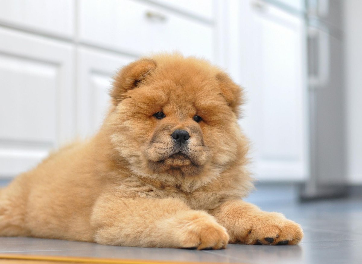 CHOW CHOW